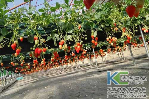 高架草莓,無(wú)土栽培,草莓無(wú)土栽培