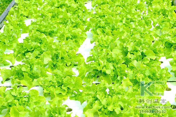 無土栽培,無土栽培技術(shù),無土栽培設(shè)備