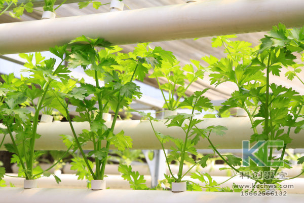 無土栽培，無土栽培技術(shù)，無土栽培設(shè)備，溫室大棚