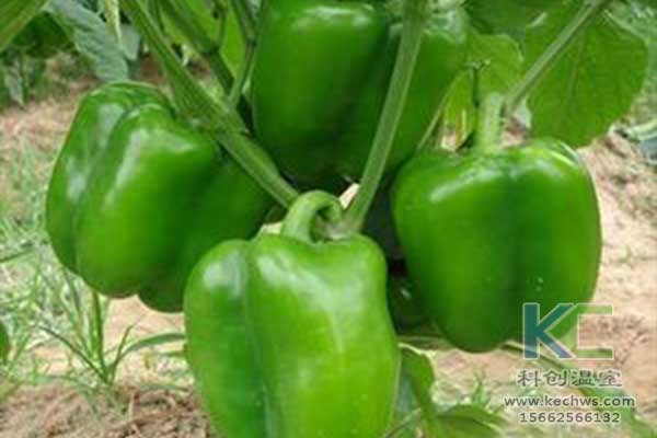 無土栽培，無土栽培技術