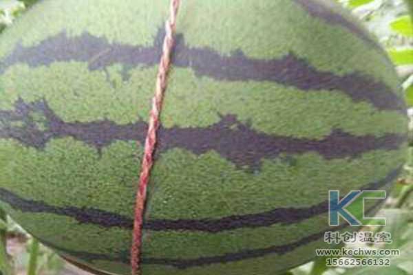 無土栽培，無土栽培技術，無土栽培設備