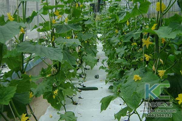 無土栽培，無土栽培技術，無土栽培設備