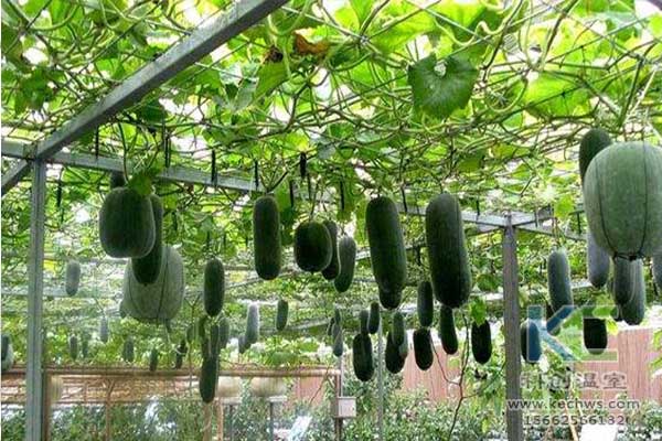 無(wú)土栽培，無(wú)土栽培技術(shù)，無(wú)土栽培設(shè)備