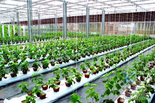無(wú)土栽培，無(wú)土栽培技術(shù)，無(wú)土栽培設(shè)備