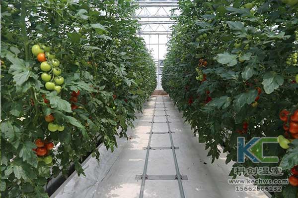 無(wú)土栽培，無(wú)土栽培技術(shù)，無(wú)土栽培設(shè)備