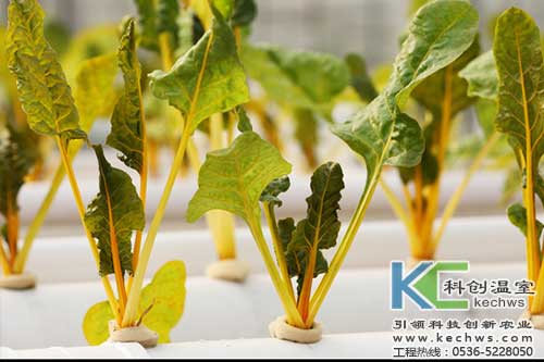 無土栽培，無土栽培技術，無土栽培設備