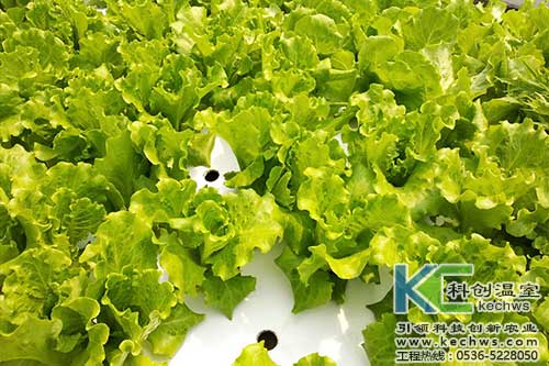 無土栽培，無土栽培技術，無土栽培設備