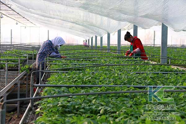 無土栽培，無土栽培技術，無土栽培設備