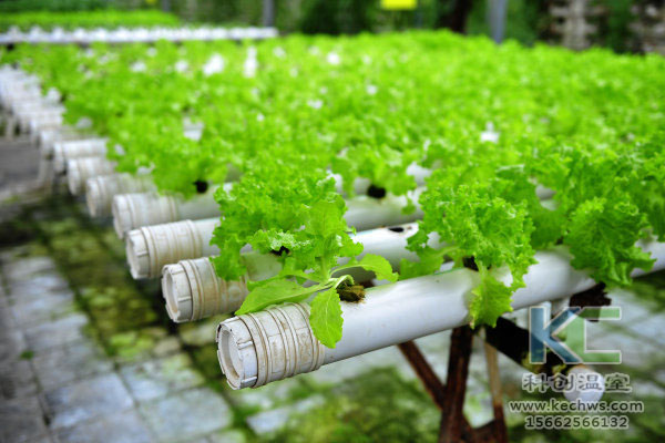 無土栽培，無土栽培技術，無土栽培設備