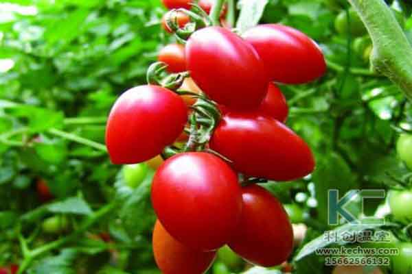 無(wú)土栽培技術(shù)，蔬菜大棚建設(shè)，溫室大棚，無(wú)土栽培