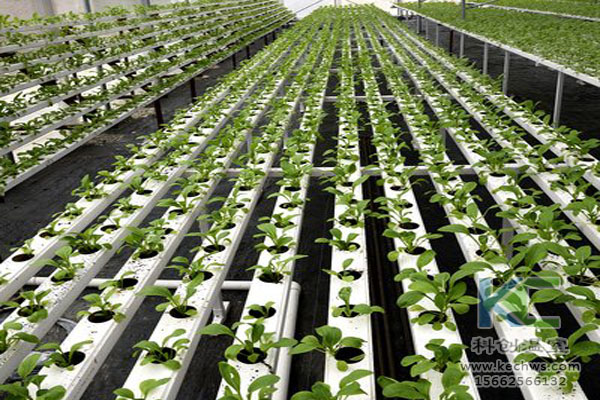 無(wú)土栽培技術(shù),無(wú)土栽培設(shè)備,無(wú)土栽培,溫室大棚