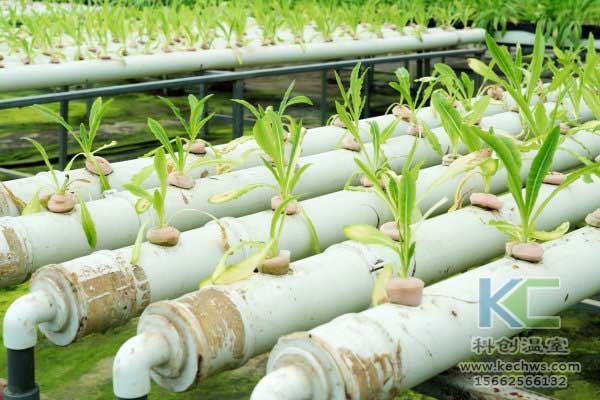 無土栽培，無土栽培技術，無土栽培設備