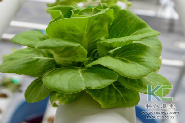 無土栽培，無土栽培技術(shù)，無土栽培設(shè)備