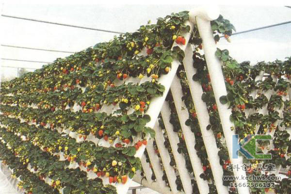 無土栽培,無土栽培技術(shù),無土栽培設(shè)備