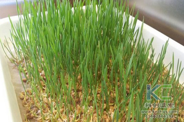 蔬菜無土栽培,無土栽培技術(shù),無土栽培設(shè)備,無土栽培