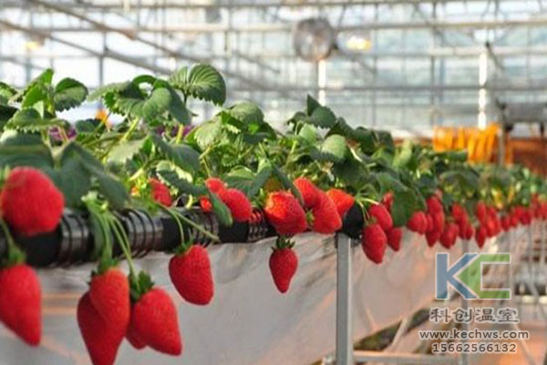 無土栽培，無土栽培技術，無土栽培設備