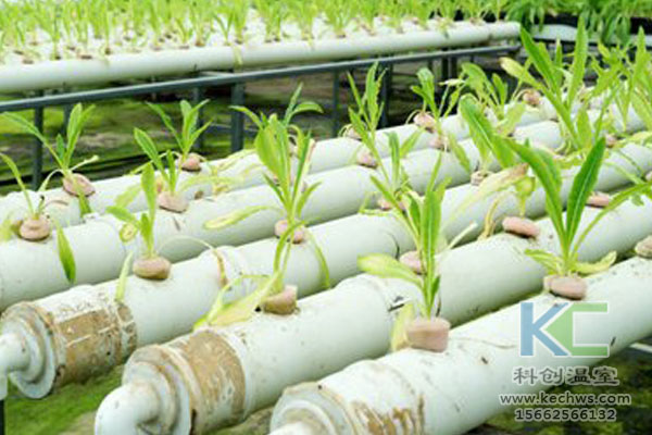 無(wú)土栽培技術(shù),無(wú)土栽培設(shè)備,無(wú)土栽培,溫室大棚
