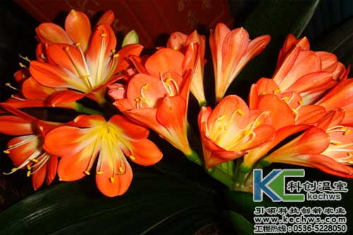 無土栽培，無土栽培技術，無土栽培設備