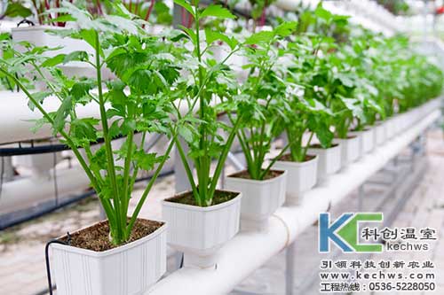 無土栽培，無土栽培技術(shù)，無土栽培設(shè)備