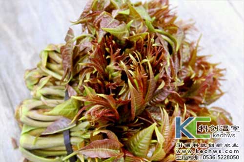 無土栽培,無土栽培技術(shù),無土栽培設(shè)備