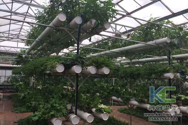 無土栽培技術，無土栽培設備，無土栽培，溫室大棚