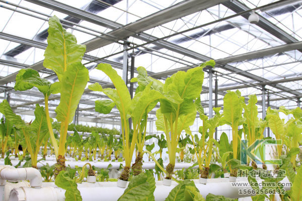 無土栽培，無土栽培技術，無土栽培設備