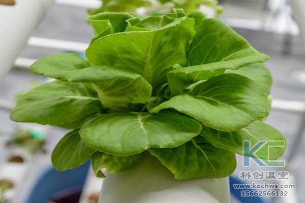 無(wú)土栽培,無(wú)土栽培技術(shù),無(wú)土栽培設(shè)備