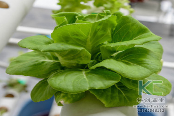 無土栽培，無土栽培技術，無土栽培設備