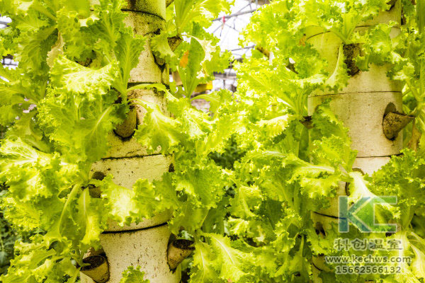 無土栽培，無土栽培技術，無土栽培設備