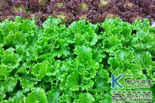 無土栽培，無土栽培技術，無土栽培設備