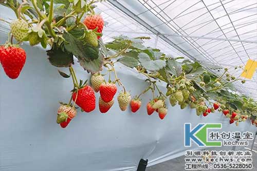 無土栽培，無土栽培技術，無土栽培設備