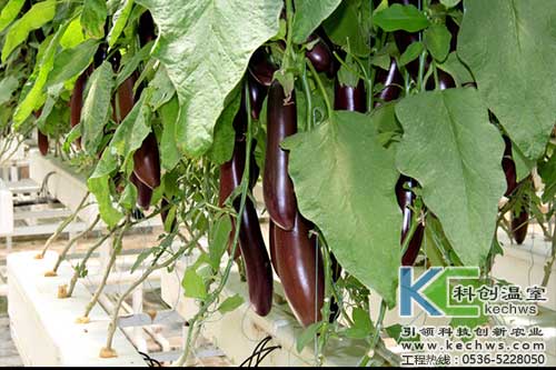 無土栽培，無土栽培技術(shù)，無土栽培設(shè)備