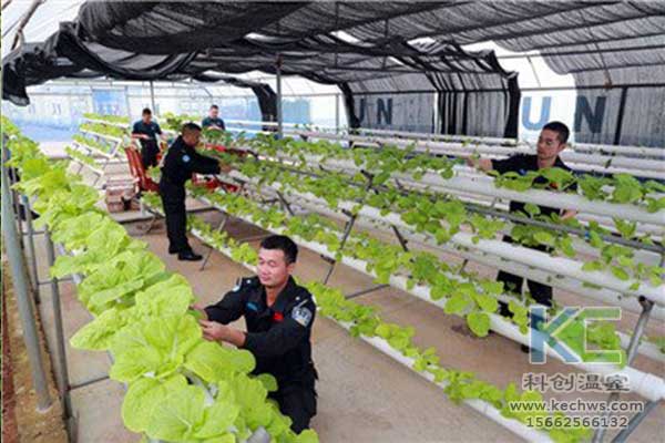 無土栽培，無土栽培技術，無土栽培設備