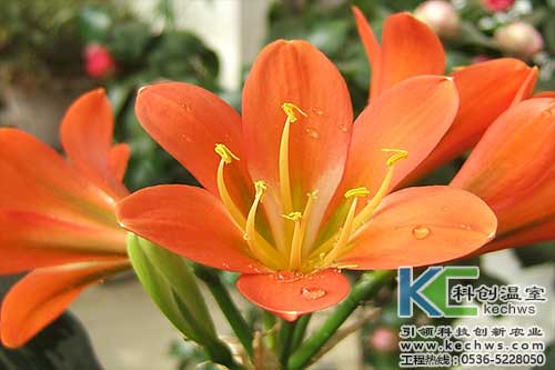 無土栽培，無土栽培技術，無土栽培設備