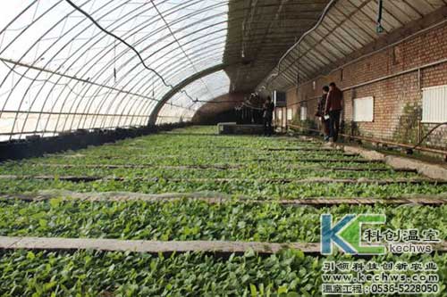 無(wú)土栽培，無(wú)土栽培技術(shù)，無(wú)土栽培設(shè)備