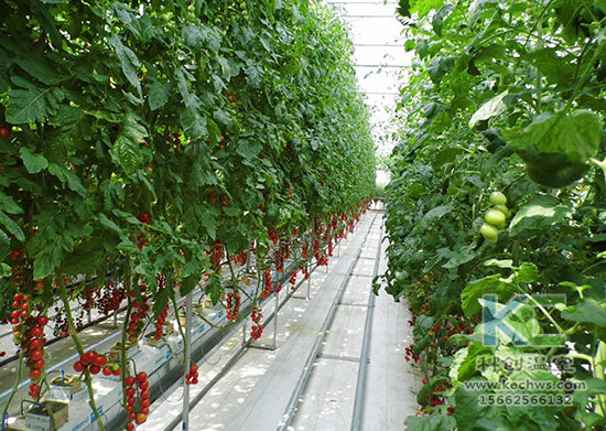 無土栽培，無土栽培技術，無土栽培設備