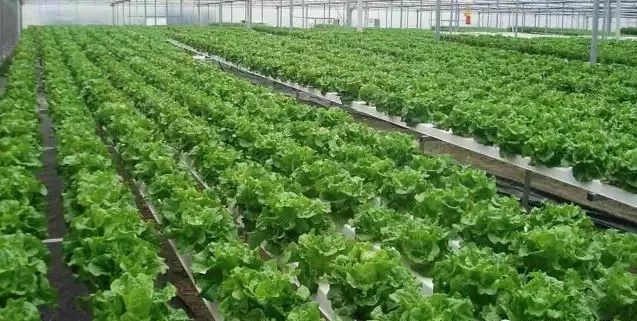 無土栽培，無土栽培技術(shù)，無土栽培設備