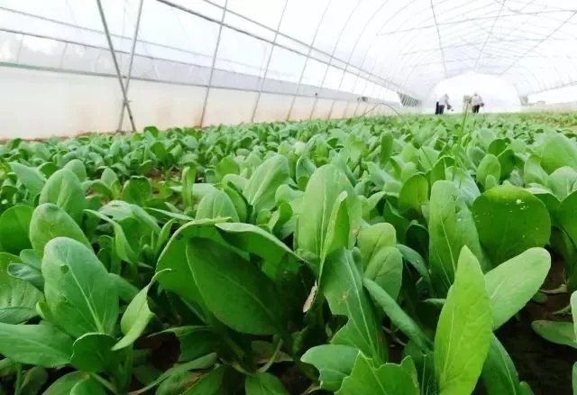 無土栽培，無土栽培技術(shù)，無土栽培設備