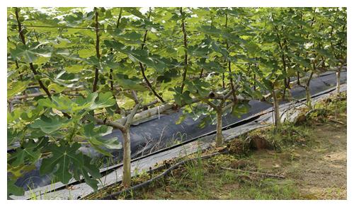 無土栽培，無土栽培技術，無土栽培設備