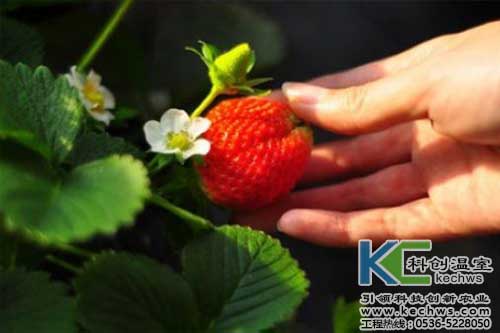 無土栽培，無土栽培技術，無土栽培設備