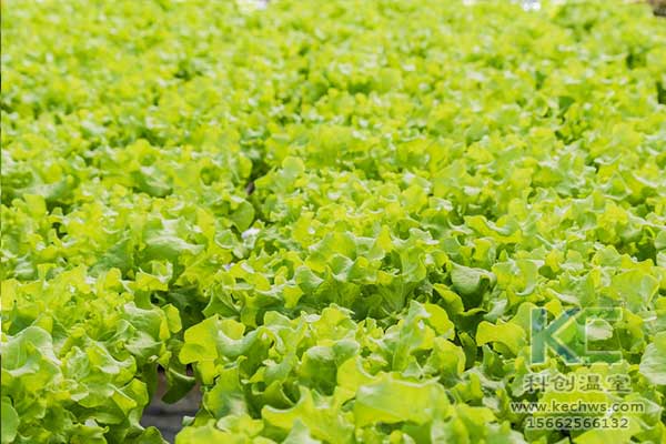 無(wú)土栽培，無(wú)土栽培技術(shù)，無(wú)土栽培設(shè)備