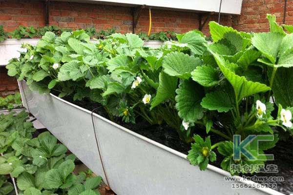 無土栽培，無土栽培技術，無土栽培設備