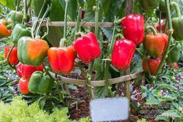 無土栽培，無土栽培技術，無土栽培設備