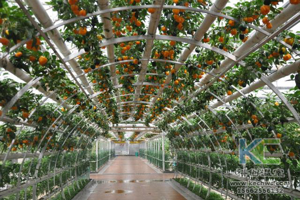 無土栽培，無土栽培技術，無土栽培設備