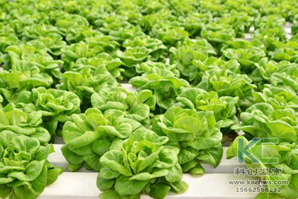 無(wú)土栽培，無(wú)土栽培技術(shù)，無(wú)土栽培設(shè)備