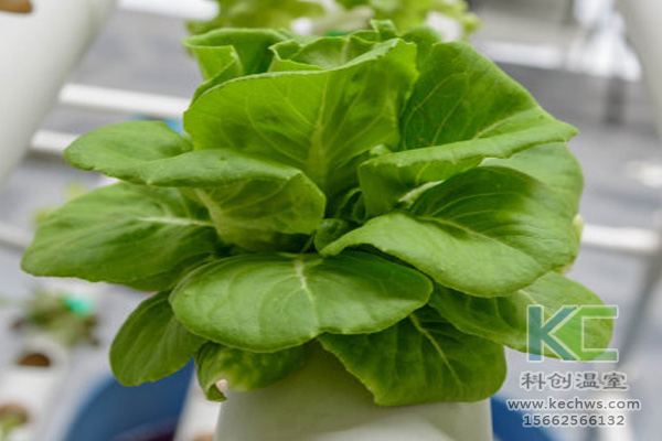 無土栽培,無土栽培技術,無土栽培設備