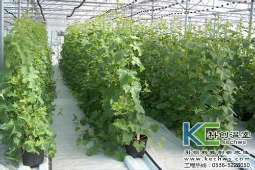 無(wú)土栽培，無(wú)土栽培技術(shù)，無(wú)土栽培設(shè)備