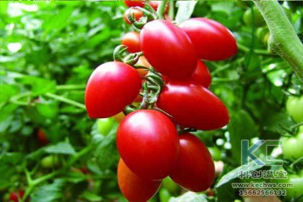 無土栽培，無土栽培技術(shù)，無土栽培設(shè)備