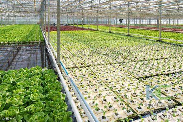 無土栽培，無土栽培技術，無土栽培設備