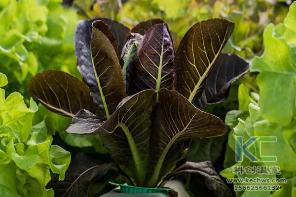 無土栽培,無土栽培技術,無土栽培設備